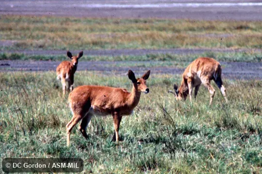 Group of three grazing, side view. Redunca redunca bohor. Also as Redunca bohor, Abyssinian Bohor Reedbuck|Eastern Bohor Reedbuck. Also as Common Reedbuck. Group of three grazing, side view. Redunca redunca bohor. Also as Redunca bohor, Abyssinian Bohor Reedbuck|Eastern Bohor Reedbuck. Also as Common Reedbuck.