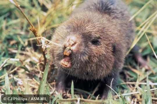 Oblique view of face with mouth open, in grassy vegetation. Also as Bay Bamboo Rat. Oblique view of face with mouth open, in grassy vegetation. Also as Bay Bamboo Rat.