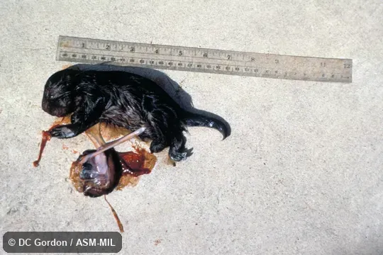 Side view of fetus including umbilical cord and placenta, with scale. Also as Quiller|Quill Pig. Side view of fetus including umbilical cord and placenta, with scale. Also as Quiller|Quill Pig.