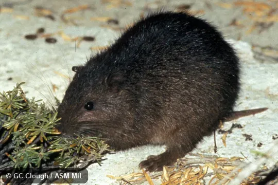 Oblique view, foraging. Formerly in Capromyidae. Also as Ingraham's Hutia. Oblique view, foraging. Formerly in Capromyidae. Also as Ingraham's Hutia.