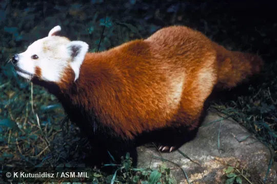 Oblique view, foraging. Also as Lesser Panda|Fire Fox|Golden Dog|Bear Cat|Himalayan Red Panda. Oblique view, foraging. Also as Lesser Panda|Fire Fox|Golden Dog|Bear Cat|Himalayan Red Panda.