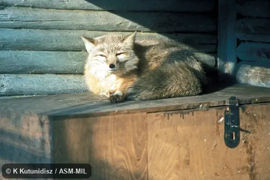 Side view, lying down. Side view, lying down.