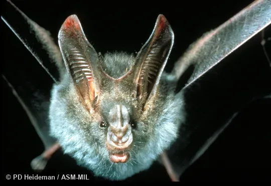 Front view. Megaderma spasma philippinense. Also as Common Asian Ghost Bat|Lesser False Vampire|Malayan False-vampire. Front view. Megaderma spasma philippinense. Also as Common Asian Ghost Bat|Lesser False Vampire|Malayan False-vampire.