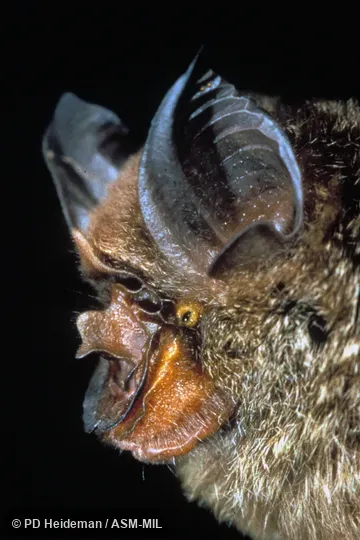 Side view of head Side view of head