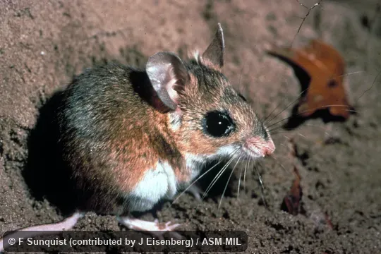 Side view. Also as Florida Mouse. Side view. Also as Florida Mouse.