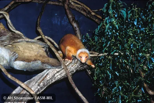 Three-year-old captive born at Baier River Sanctuary, Papua, New Guinea. Also as Short-tailed Spotted Cuscus|Spotted Phalanger. Three-year-old captive born at Baier River Sanctuary, Papua, New Guinea. Also as Short-tailed Spotted Cuscus|Spotted Phalanger.