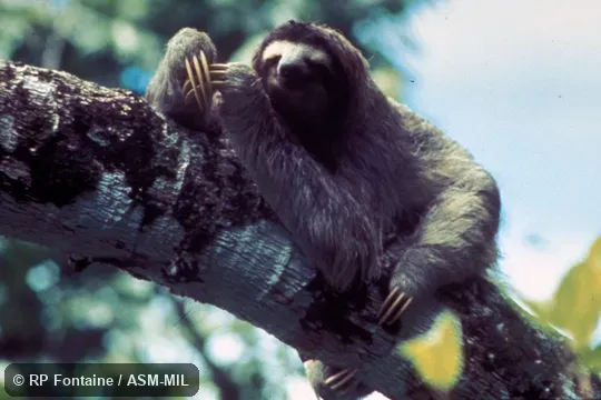 Animal on branch, showing claws. Also as Brown-throated Sloth. Animal on branch, showing claws. Also as Brown-throated Sloth.