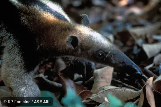 Close-up of head. Also as Mexican Anteater. Close-up of head. Also as Mexican Anteater.