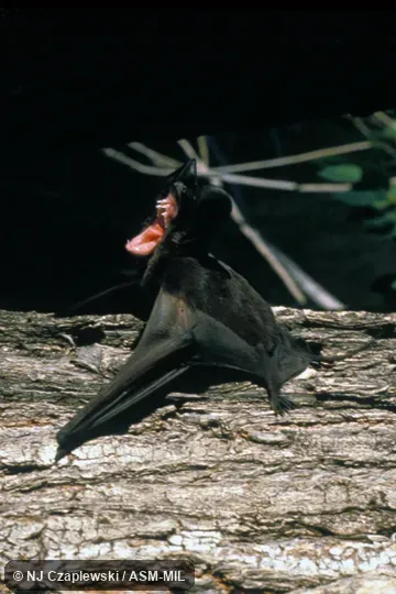 Side view of female on tree trunk, mouth widely open Side view of female on tree trunk, mouth widely open