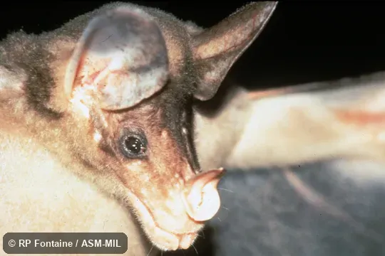 Close-up of head. Also as Great False Vampire Bat|Great Spectral Bat|Linnaeus's False Vampire Bat. Close-up of head. Also as Great False Vampire Bat|Great Spectral Bat|Linnaeus's False Vampire Bat.