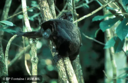 Adult female with yearling infant. Also as Golden-mantled Howler. Adult female with yearling infant. Also as Golden-mantled Howler.