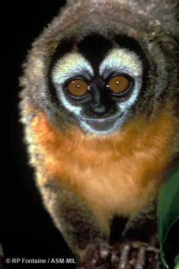 Close-up of female's face, hands also show. Formerly in Cebidae. Also as Black-headed Owl Monkey|Night Monkey|Owl Monkey. Close-up of female's face, hands also show. Formerly in Cebidae. Also as Black-headed Owl Monkey|Night Monkey|Owl Monkey.