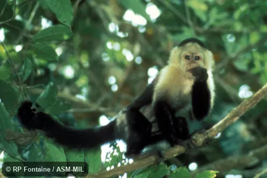 Oblique view of juvenile female standing on tree branch. Formerly as Cebus imitator, Panamanian White-faced Capuchin. Also as White-headed Capuchin|White-throated Capuchin. Oblique view of juvenile female standing on tree branch. Formerly as Cebus imitator, Panamanian White-faced Capuchin. Also as White-headed Capuchin|White-throated Capuchin.