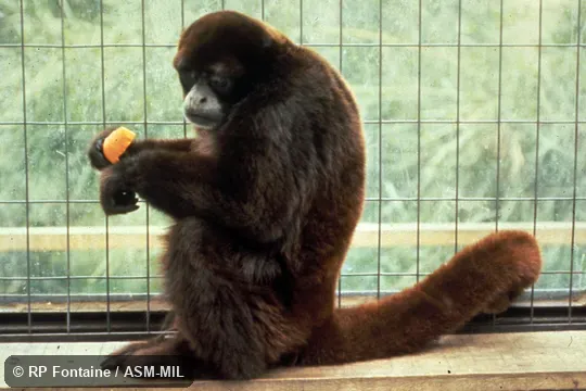 Side view of male on floor of cage. Also as Oreonax flavicauda. Also as Hendee's Woolly Monkey|Peruvian Yellow-tailed Woolly Monkey. Side view of male on floor of cage. Also as Oreonax flavicauda. Also as Hendee's Woolly Monkey|Peruvian Yellow-tailed Woolly Monkey.
