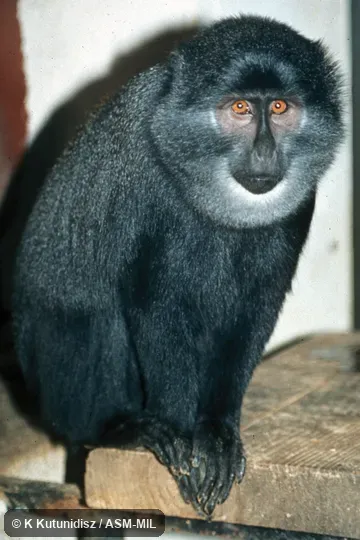 Oblique view of animal sitting. Formerly Cercopithecus preussi. Also as Black Monkey|Preuss's Guenon. Oblique view of animal sitting. Formerly Cercopithecus preussi. Also as Black Monkey|Preuss's Guenon.