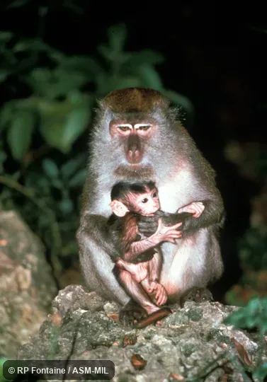 Front view, adult female with infant. Feet show well. Also as Crab-eating Macaque|Longtail Macaque. Front view, adult female with infant. Feet show well. Also as Crab-eating Macaque|Longtail Macaque.