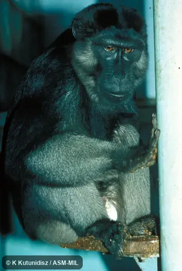 Oblique view of animal sitting. Also as Gray-armed Macaque|Buton Macaque|Muna-buton Macaque|Muna-butung Macaque. Oblique view of animal sitting. Also as Gray-armed Macaque|Buton Macaque|Muna-buton Macaque|Muna-butung Macaque.
