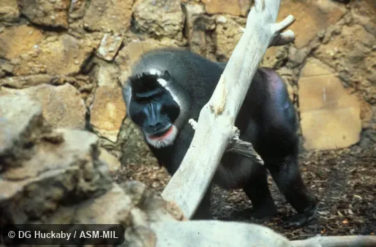 Oblique view of adult male Oblique view of adult male