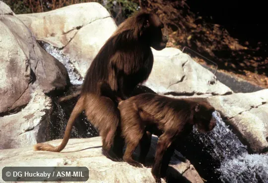 Copulating pair. Also as Gelada Baboon. Copulating pair. Also as Gelada Baboon.