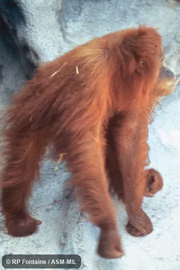 Adult female knuckle-walking Adult female knuckle-walking