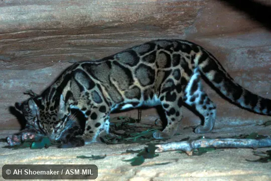 Side view of female with young. Formerly Clouded Leopard. Also as Indochinese Clouded Leopard. Side view of female with young. Formerly Clouded Leopard. Also as Indochinese Clouded Leopard.