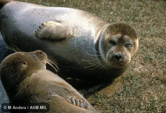 Close-up view of head and foreflippers; 2 animals. Also as Lake Baikal Seal|Nerpa. Close-up view of head and foreflippers; 2 animals. Also as Lake Baikal Seal|Nerpa.