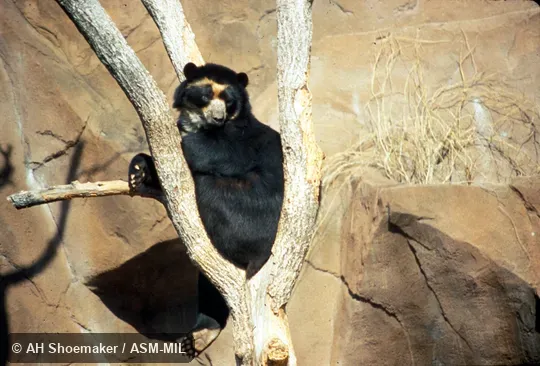 Bear sitting in tree. Also as Spectacled Bear. Bear sitting in tree. Also as Spectacled Bear.