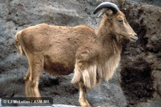 Side view of animal standing. Also as Barbary Sheep. Side view of animal standing. Also as Barbary Sheep.