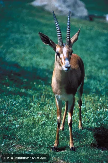 Front view of adult male. Also as Edmi Gazelle. Front view of adult male. Also as Edmi Gazelle.