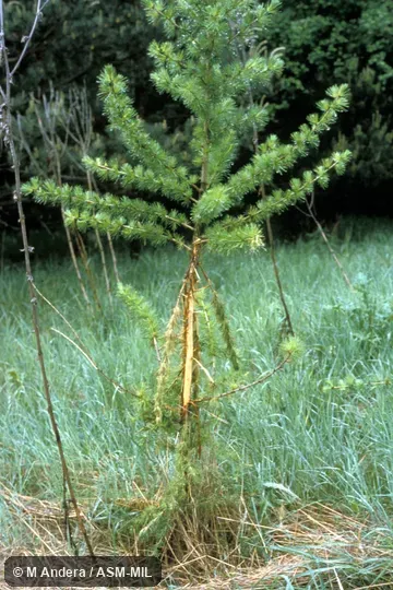 Larch tree damaged by deer. Also as European Roe Deer. Larch tree damaged by deer. Also as European Roe Deer.