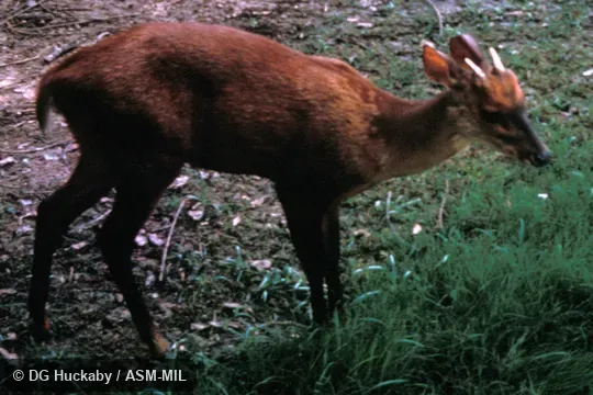 Dorsolateral view of adult male. Formerly Mazama americana temama. Also as Mexican Red Brocket. Dorsolateral view of adult male. Formerly Mazama americana temama. Also as Mexican Red Brocket.