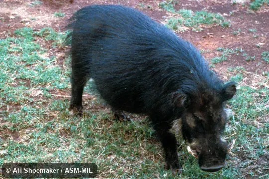 Oblique view (dorsal of head), at salt lick Oblique view (dorsal of head), at salt lick