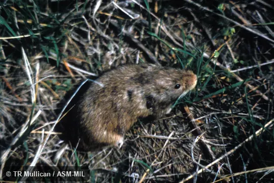 Dorso-lateral view of adult female, raised in lab colony Dorso-lateral view of adult female, raised in lab colony