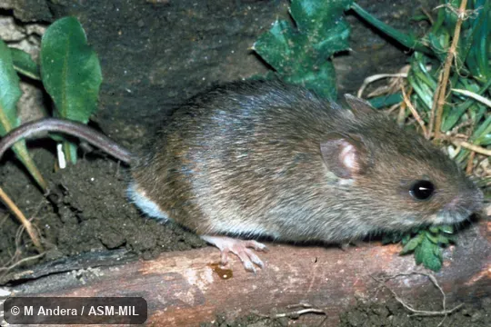 Lateral view. Also as Pygmy Field Mouse|Ural Field Mouse. Lateral view. Also as Pygmy Field Mouse|Ural Field Mouse.