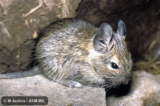 Oblique view. Also as Degu. Oblique view. Also as Degu.