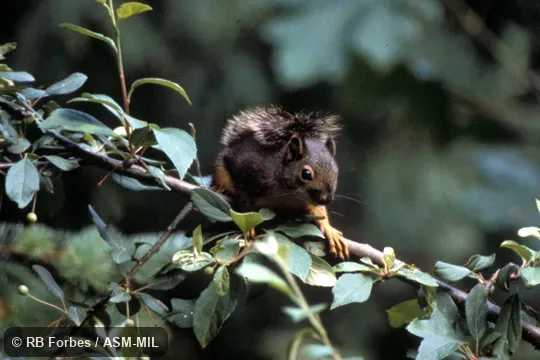 Oblique view of animal on branch. Also as Chickaree. Oblique view of animal on branch. Also as Chickaree.