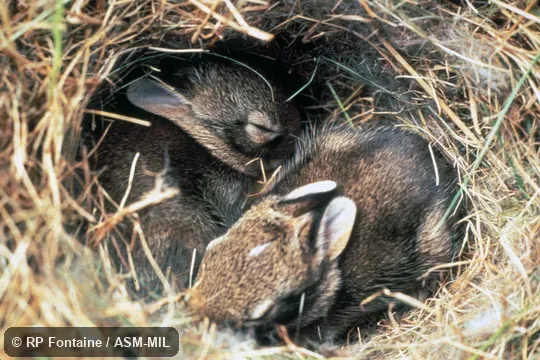 Sylvilagus floridanus mallurus. Dorsal and lateral views of two young in nest. Also as Florida Cottontail. Sylvilagus floridanus mallurus. Dorsal and lateral views of two young in nest. Also as Florida Cottontail.