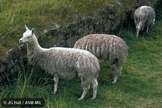 Side view. Complicated hybrid with Lama glama. Also as Vicugna vicugna or Vicugna pacos. Side view. Complicated hybrid with Lama glama. Also as Vicugna vicugna or Vicugna pacos.