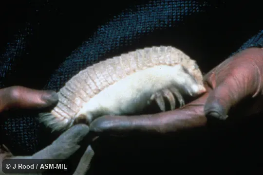 Side view, hand-held. Als as Lesser Fairy Armadillo|Lesser Pichiciego. Side view, hand-held. Als as Lesser Fairy Armadillo|Lesser Pichiciego.