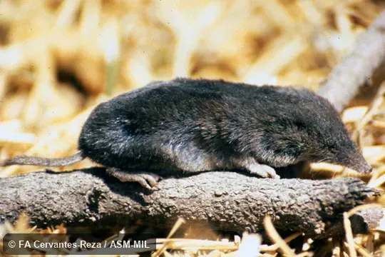 Side view. Formerly Soricomorpha. Formerly Cryptotis parva soricina. Side view. Formerly Soricomorpha. Formerly Cryptotis parva soricina.