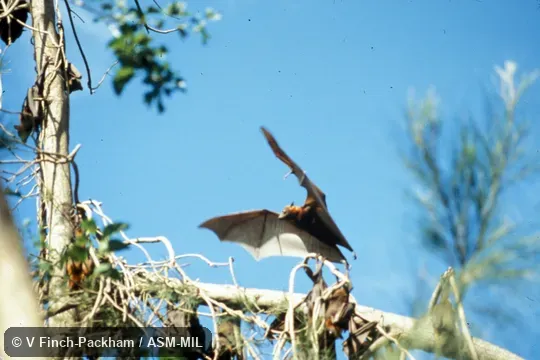 Ventral view of bat about to land at roost Ventral view of bat about to land at roost