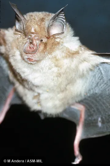 Close-up ventral view of head and body, hand-held. Also as Larger Horseshoe Bat. Close-up ventral view of head and body, hand-held. Also as Larger Horseshoe Bat.