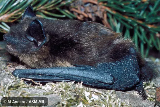 Side view, close-up. Formerly Eptesicus nilssonii. Also as Northern Bat. Side view, close-up. Formerly Eptesicus nilssonii. Also as Northern Bat.