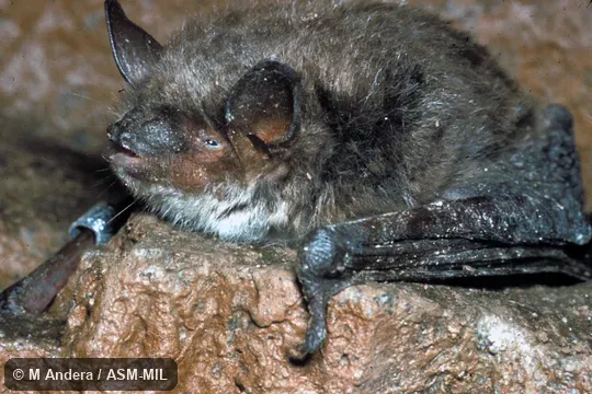 Oblique view, close-up of head and body. Also as Pond Bat. Oblique view, close-up of head and body. Also as Pond Bat.