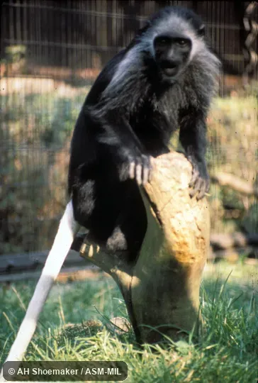 Frontal view. Also as Ursine Black-and-white Colobus|Western Black-and-white Colobus|Western Pied Colobus. Frontal view. Also as Ursine Black-and-white Colobus|Western Black-and-white Colobus|Western Pied Colobus.