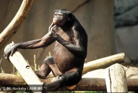 Oblique view. Also as Dwarf Chimpanzee|Gracile Chimpanzee|Pygmy Chimpanzee. Oblique view. Also as Dwarf Chimpanzee|Gracile Chimpanzee|Pygmy Chimpanzee.