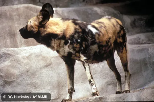 Oblique view. Also as Painted Hunting Dog|Painted Dog. Oblique view. Also as Painted Hunting Dog|Painted Dog.
