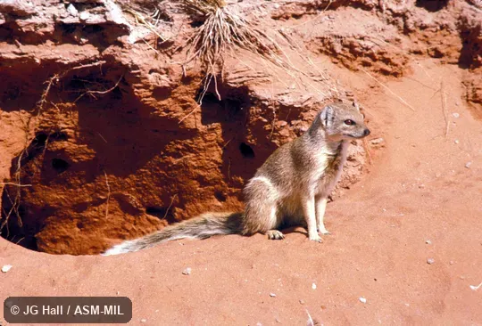 Side view, sitting at burrow entrance Side view, sitting at burrow entrance