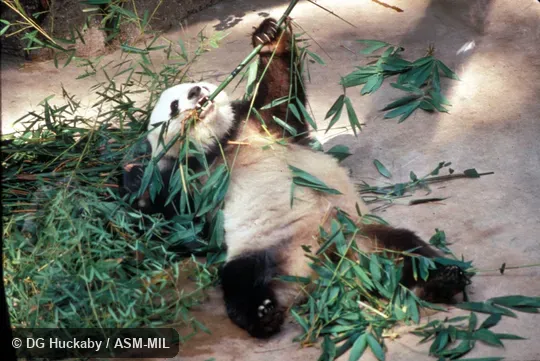 Lying on back, eating bamboo using "thumb" Lying on back, eating bamboo using "thumb"