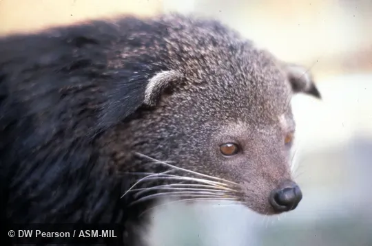 Close-up view of head Close-up view of head